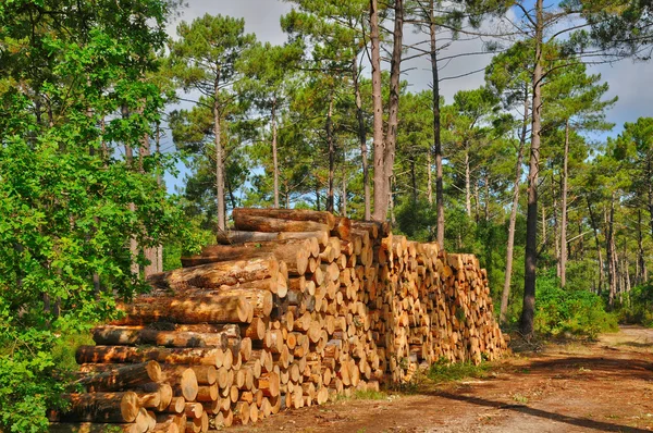 Gironde, piniami w La foret des Landes — Zdjęcie stockowe