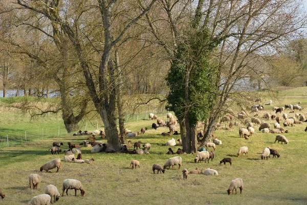 Pittoreska staden briare i loiret — Stockfoto