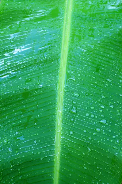 Banana tree leaf in Guadeloupe — Stock Photo, Image