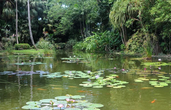 Botanical garden of Deshaies in Guadeloupe — Stock Photo, Image