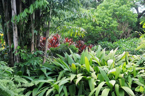 Botanická zahrada deshaies Guadeloupe — Stock fotografie