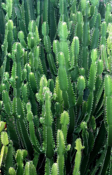 Giardino botanico di Deshaies in Guadalupa — Foto Stock