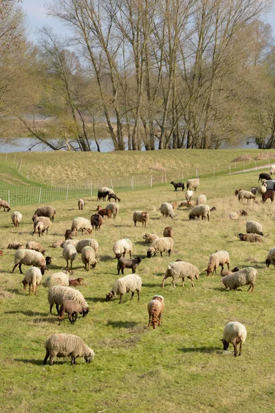 Ville pittoresque de Briare dans le Loiret — Photo