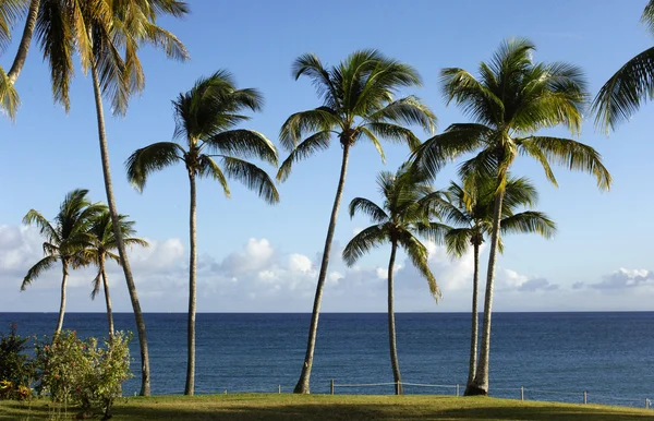 De kust van le diamant in martinique — Stockfoto