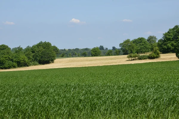 Bas rhin, majsfält i Hunspach i alsace — Stockfoto