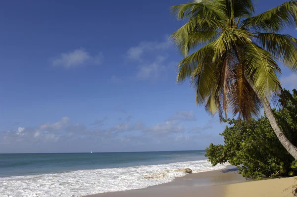 France, Martinique, Salines beach in Sainte Anne — Stock Photo, Image