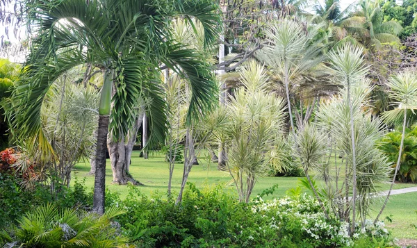 Parque en Sainte Anne en Guadalupe — Foto de Stock