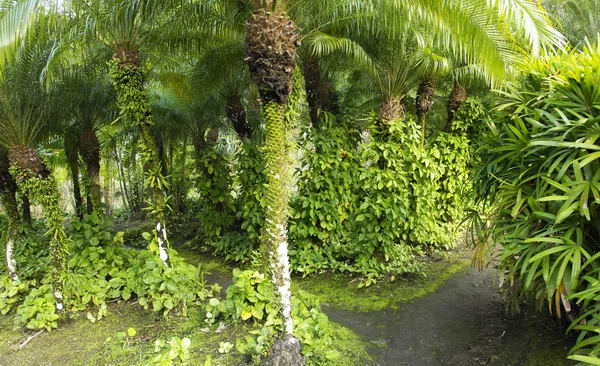 Malerischer Wohnanse Latouche Garten in Martinique — Stockfoto
