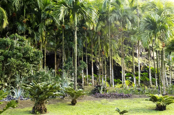 Pintoresco jardín de Habitación Anse Latouche en Martinica — Foto de Stock