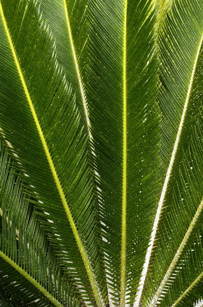 Palmer i Guadeloupe — Stockfoto