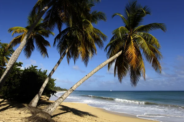 Мартиника, Sainte Anne, пляж les Салинес — стоковое фото