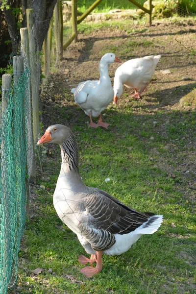 France, pittoresque musée de la Bresse à Saint Cyr sur Menthon — Photo