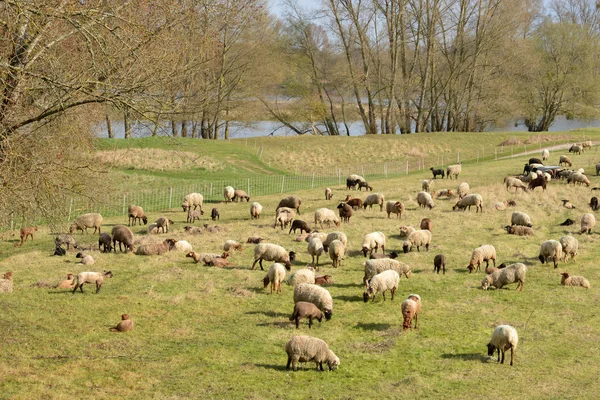 Malerische Stadt Briare in loiret — Stockfoto