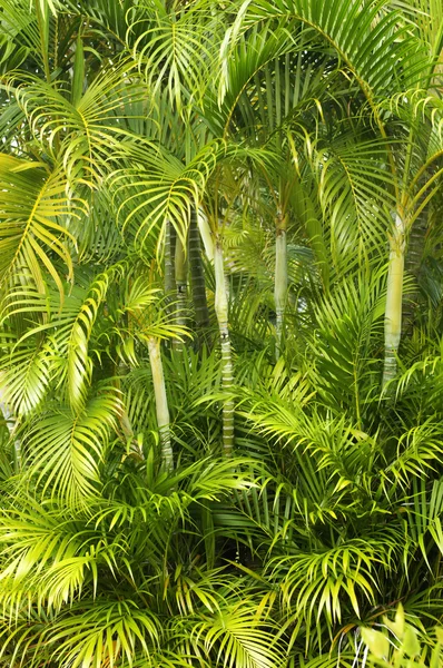 在马提尼克岛棕榈树 — 图库照片