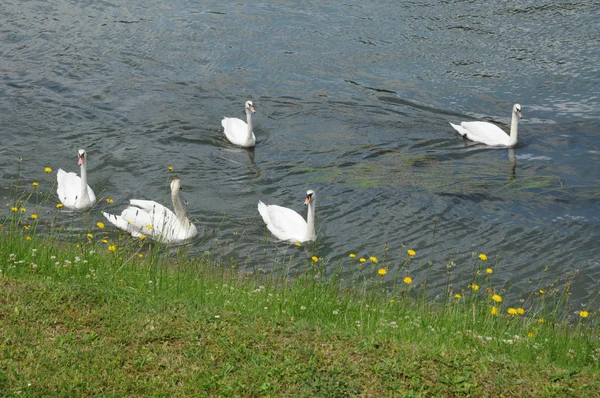 Francia, cisnes en el río Sena en Les Mureaux — Foto de Stock