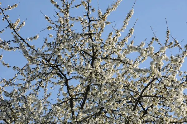 Francia, árbol en flor en primavera — Foto de Stock