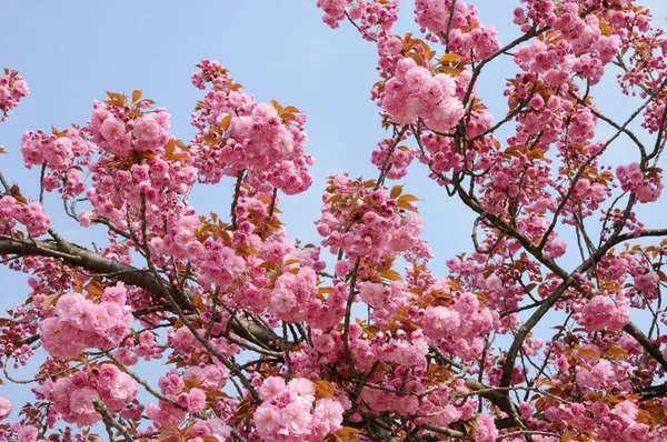 Francia, árbol en flor en primavera — Foto de Stock