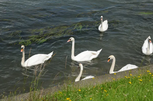 Francia, cisnes en el río Sena en Les Mureaux — Foto de Stock