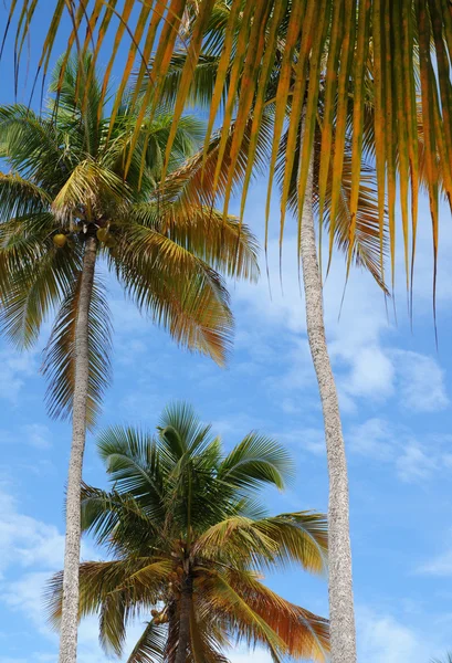 France, Sainte Anne en Guadeloupe — Photo