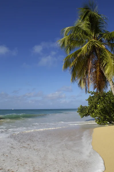 Франция, Мартиника, пляж Salines в Sainte Anne — стоковое фото
