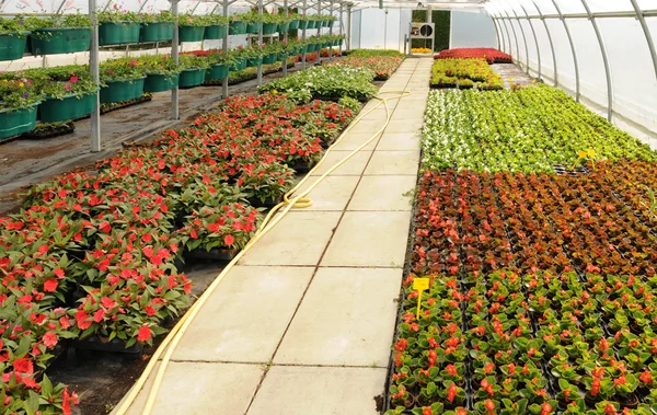 Flores que estão crescendo em uma estufa na França — Fotografia de Stock