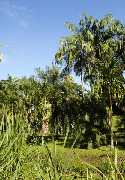 Boning Clement i Martinique — Stockfoto