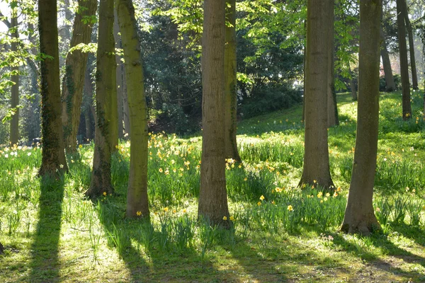 Ile de France, festői város Poissy — Stock Fotó