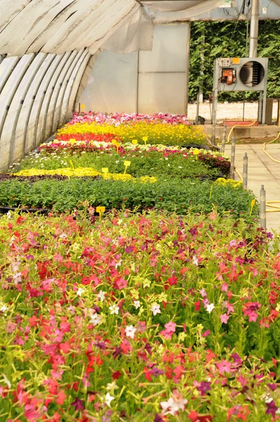 Flores que estão crescendo em uma estufa na França — Fotografia de Stock