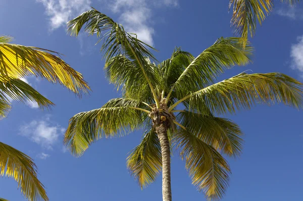 Palm tree in Guadeloupe — Stock Photo, Image