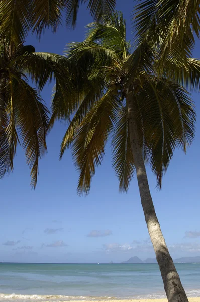 France, Martinique, Salines beach in Sainte Anne — Stock Photo, Image