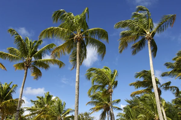 Palma na Guadeloupu — Stock fotografie