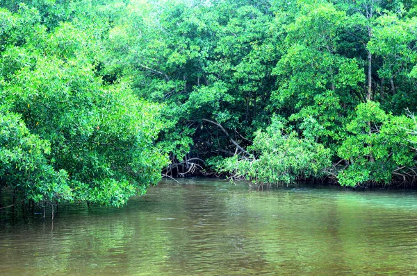 Guadeloupe Sainte Rose mangrov bataklık — Stok fotoğraf