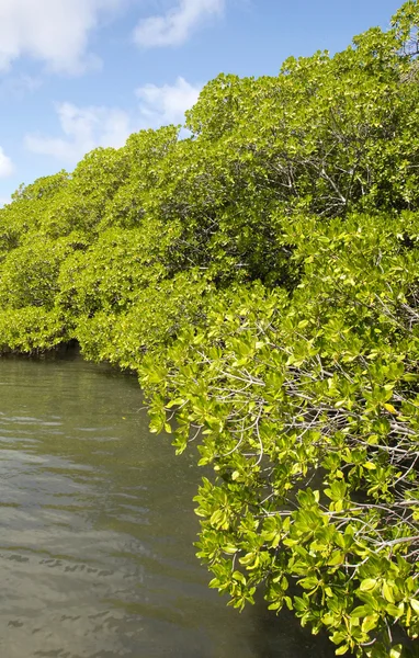 Pantano de manglares en la península de Caravelle en Martinica —  Fotos de Stock
