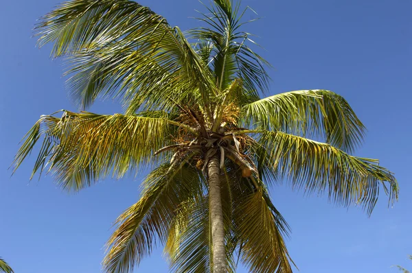 Palmer i Guadeloupe — Stockfoto