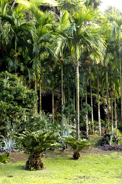 Martinique pitoresk konut yapımını Anse Latouche bahçede — Stok fotoğraf