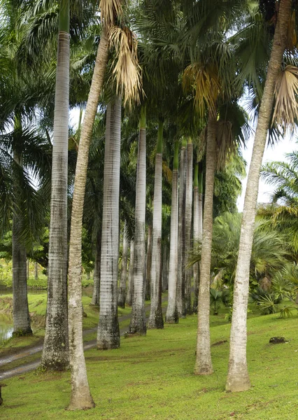 Boning Clement i Martinique — Stockfoto