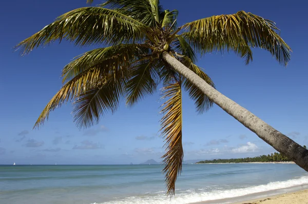 France, Martinique, Plage de Salines à Sainte Anne — Photo