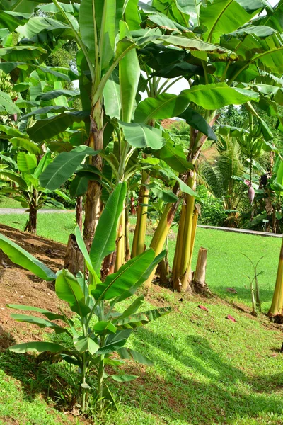 Martinica, museu da banana de Sainte Marie nas Índias Ocidentais — Fotografia de Stock