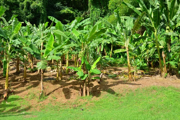 Martinique, banana museum of Sainte Marie in West Indies — Stock Photo, Image