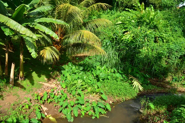 Martinique, muz Müzesi, Sainte Marie Batı Hint Adaları — Stok fotoğraf