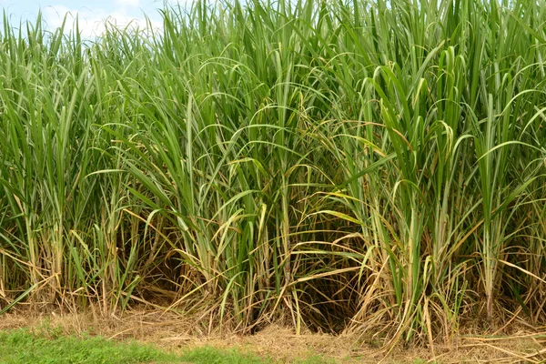 Martinique, schilderachtige stad van Saint Pierre in West-Indië — Stockfoto