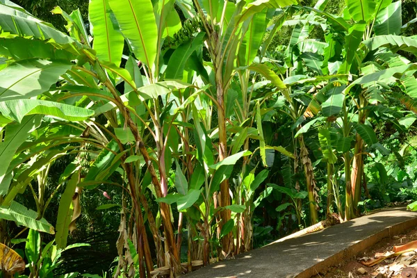 Martinica, museo del plátano de Sainte Marie en las Indias Occidentales — Foto de Stock