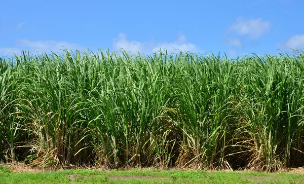 Martinique, schilderachtige stad van Saint Pierre in West-Indië — Stockfoto