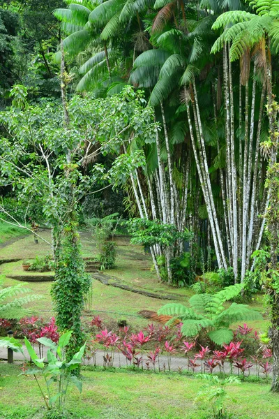 மார்டினிக், மேற்கிந்திய தீவுகளில் உள்ள அழகிய மொர்ன் ரூஜ் நகரம் — ஸ்டாக் புகைப்படம்