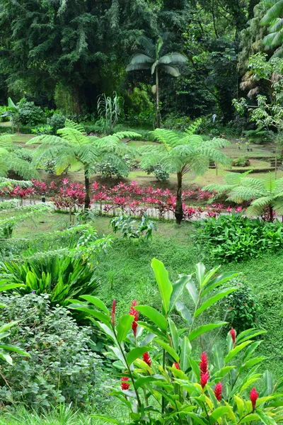 Martinica, pintoresca ciudad de Morne Rouge en las Indias Occidentales — Foto de Stock