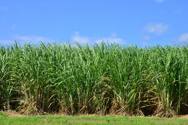 Martinique, schilderachtige stad van Saint Pierre in West-Indië — Stockfoto