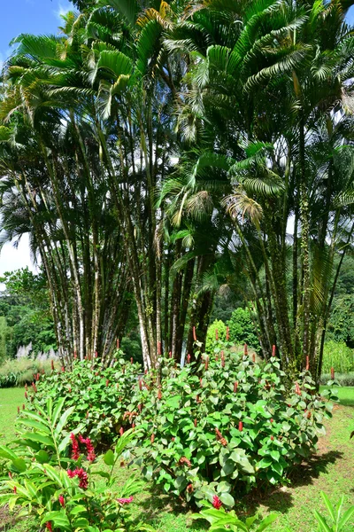 Martinique, pittoreska staden av Morne Rouge i Västindien — Stockfoto