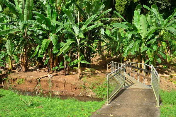 Martinica, museo del plátano de Sainte Marie en las Indias Occidentales — Foto de Stock