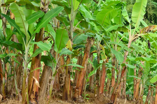 Martinique, banana museum of Sainte Marie in West Indies — Stock Photo, Image