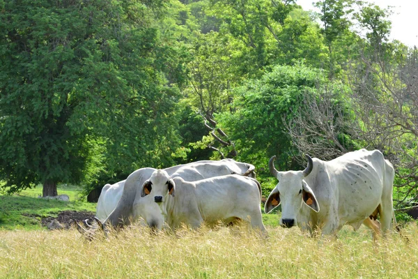 Martinica, mucche nel prato di Sainte Anne nelle Indie Occidentali — Foto Stock